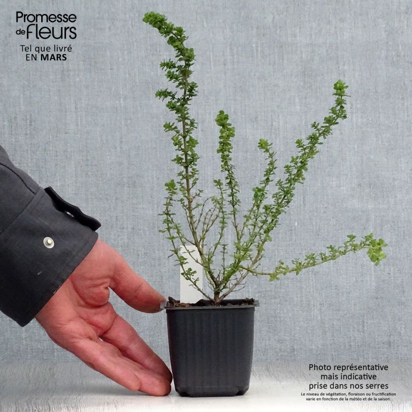 Prostanthera cuneata Vasetto da 8/9 cm esemplare consegnato in primavera