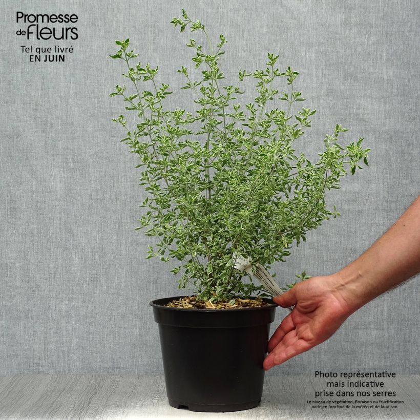 Esemplare di Prostanthera ovalifolia Variegata Vaso da 4L/5L consegnato in estate