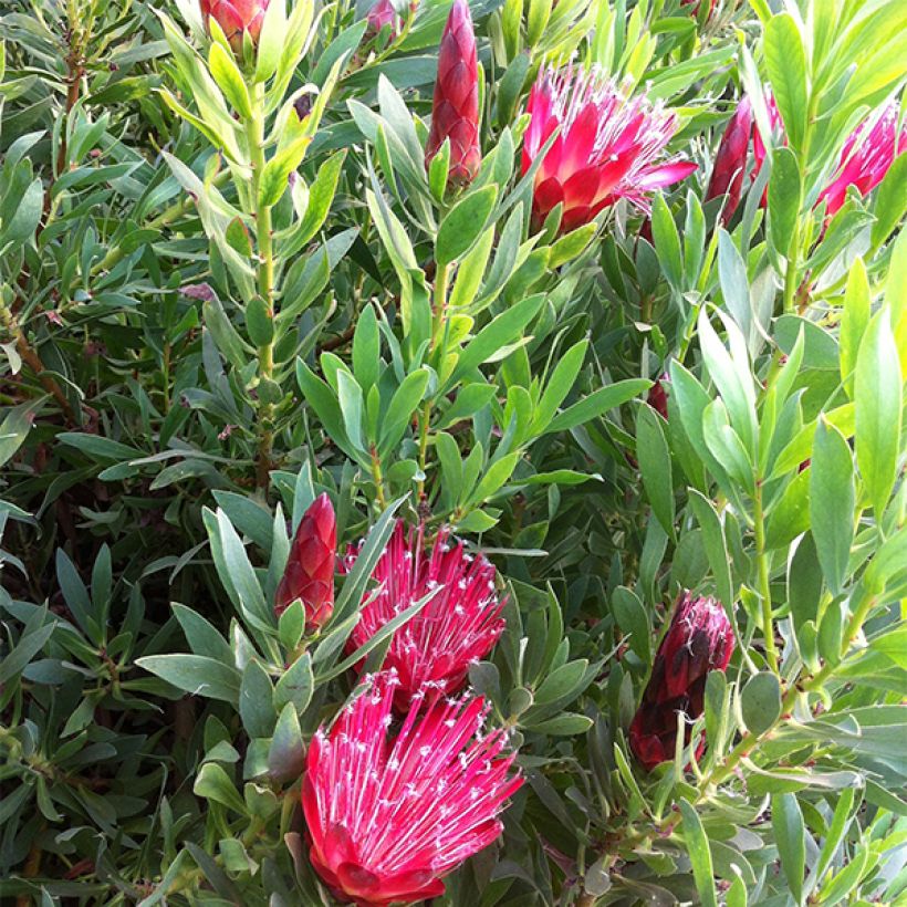 Protea Clark's Red (Flowering)