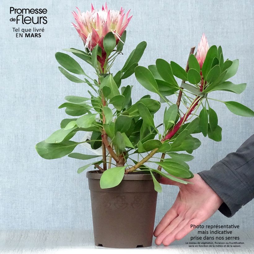 Example of Protea cynaroides Little Prince - Protea Re Vaso da 2L/3L as you get in printemps