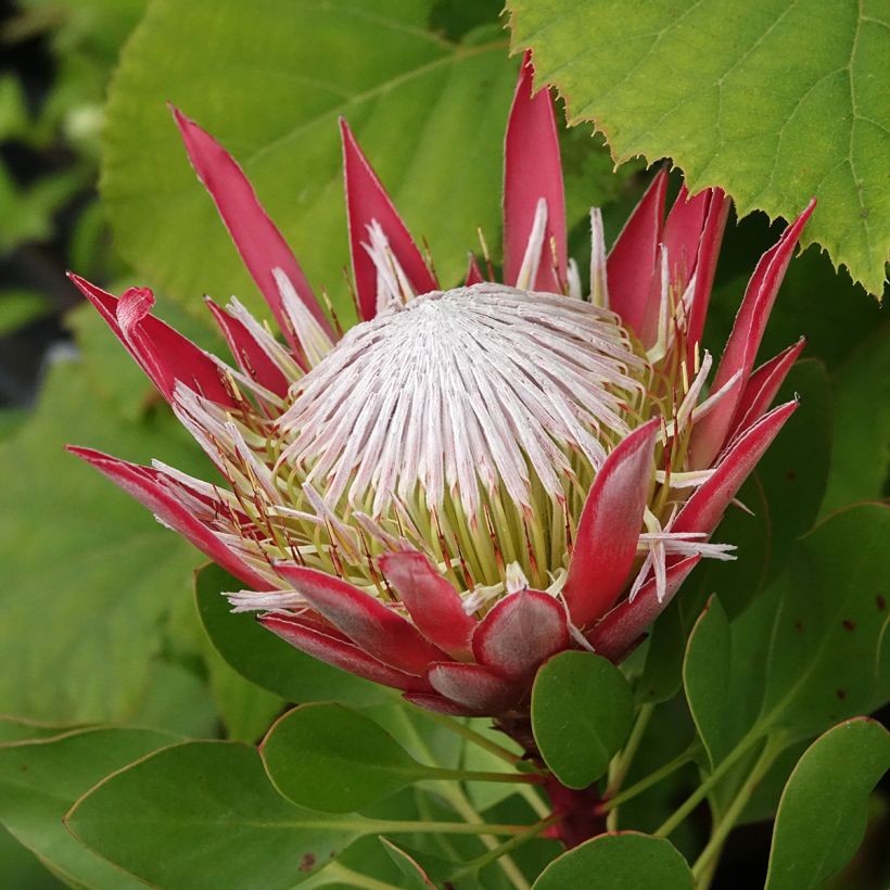 Protea cynaroides Little Prince - Protea Re (Fioritura)