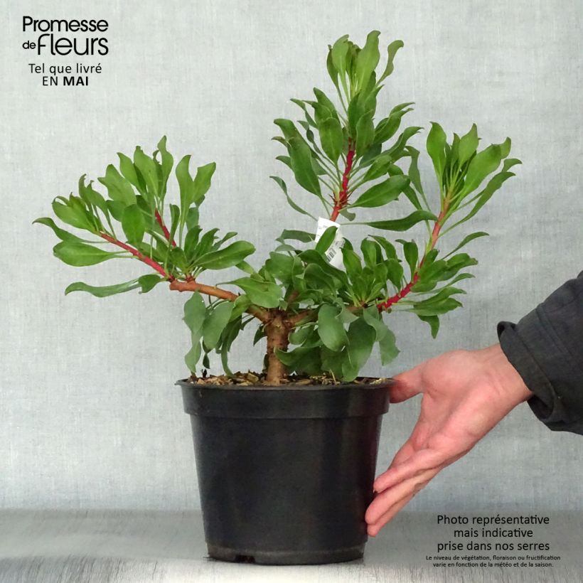 Example of Protea Pink Crown Vaso da 4L/5L as you get in printemps