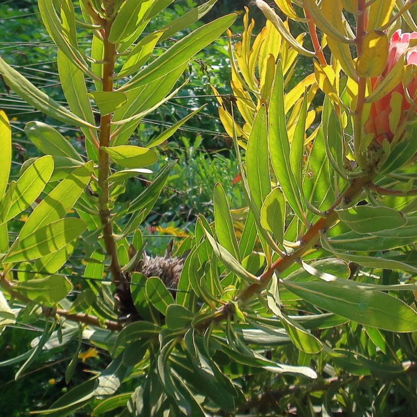 Protea Pink Ice (Foliage)