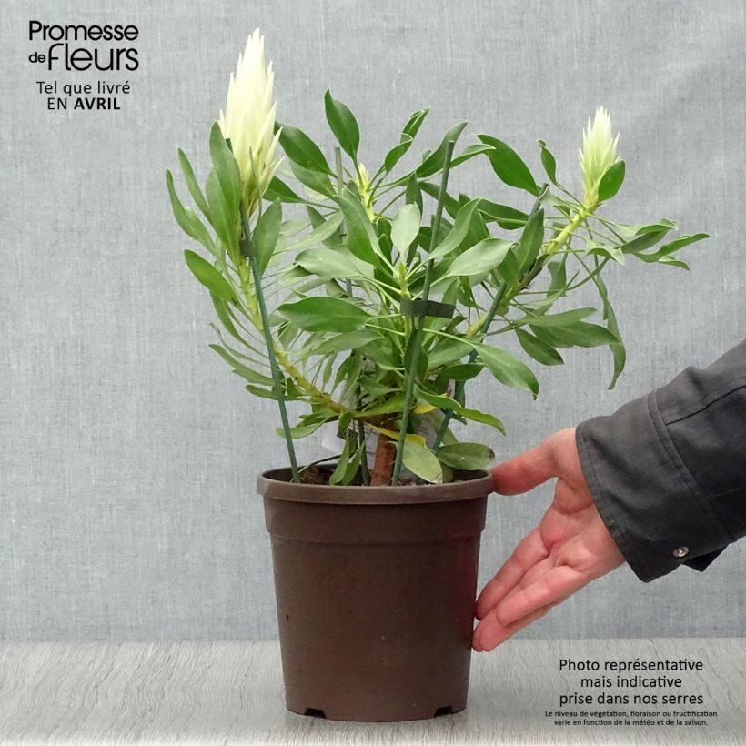 Example of Protea cynaroides White Crown - Protea Re Vaso da 2L/3L as you get in printemps