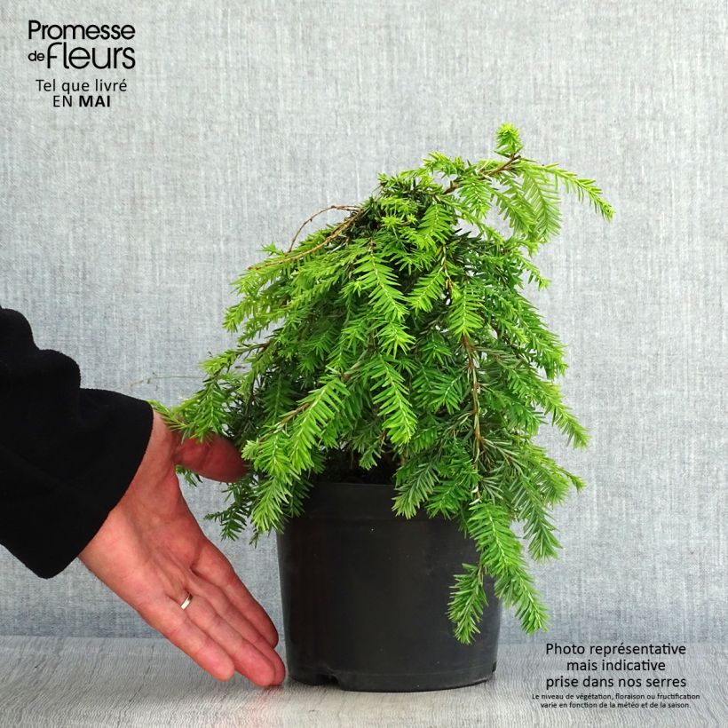 Example of Tsuga canadensis Pendula Vaso da 2L/3L as you get in printemps