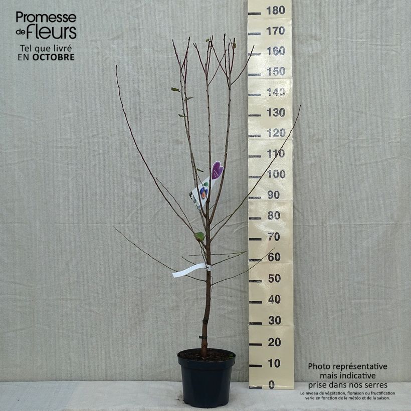 Esemplare di Pruneau de Bâle - Prunier Hauszwetsche - Quetsche Pot de 7,5L/10L, Gobelet come consegnato in autunno