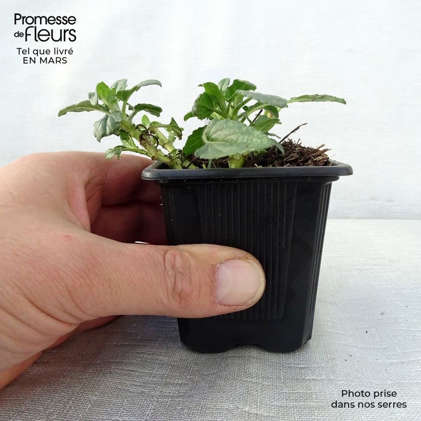 Prunella grandiflora White Loveliness Vasetto da 8/9 cm esemplare consegnato in primavera