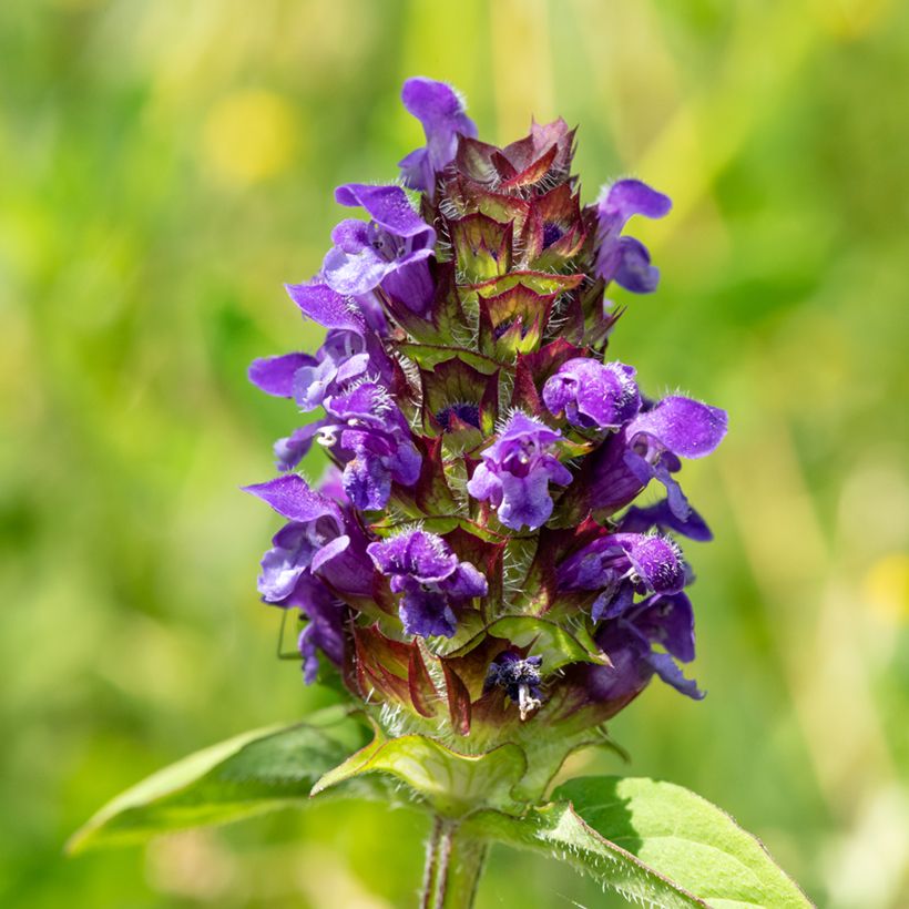 Prunella vulgaris - Brunella (Fioritura)