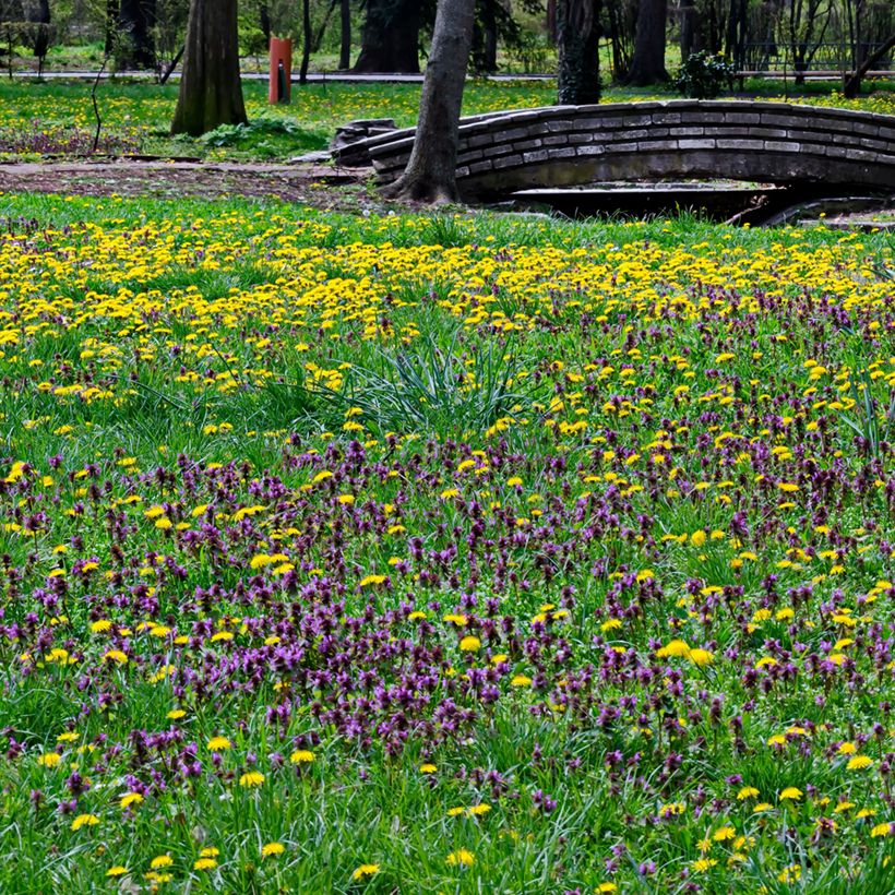 Prunella vulgaris - Brunella (Porto)