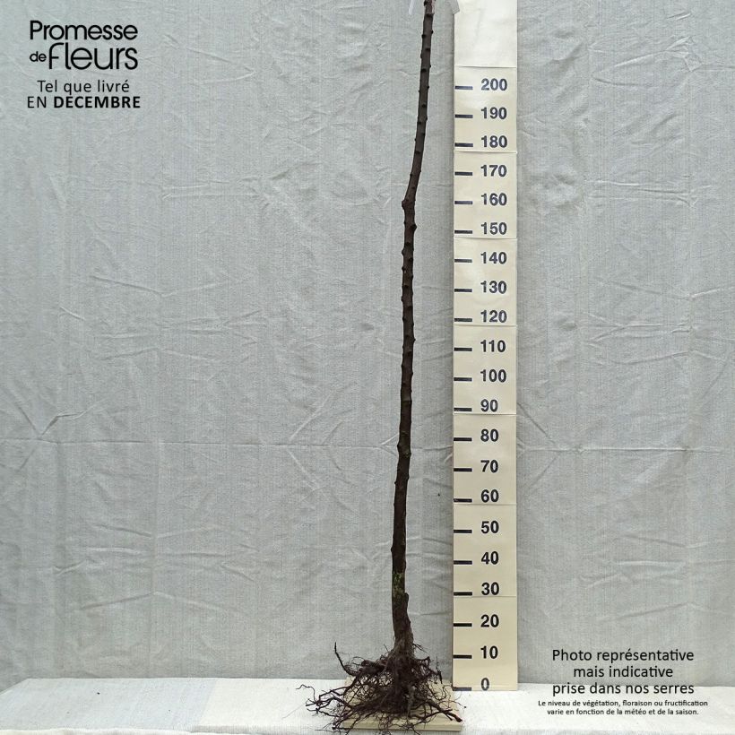 Prugna Bella di Louvanio Piante grandi a radice nuda, Vaso impalcato alto esemplare consegnato in inverno
