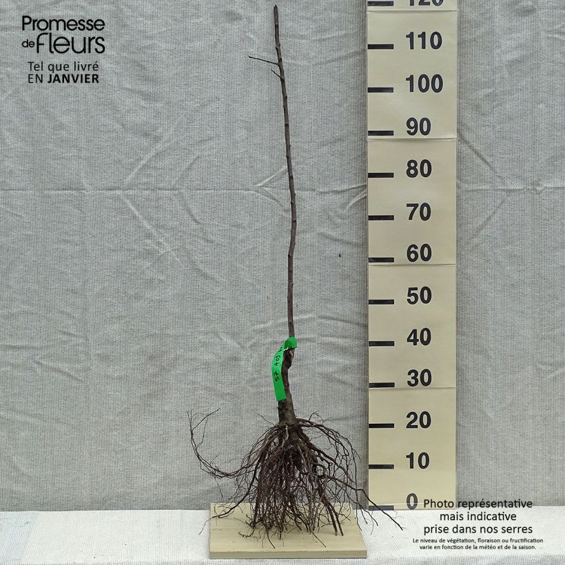 Prugna Des Béjonnières Piante grandi a radice nuda, Astone esemplare consegnato in inverno