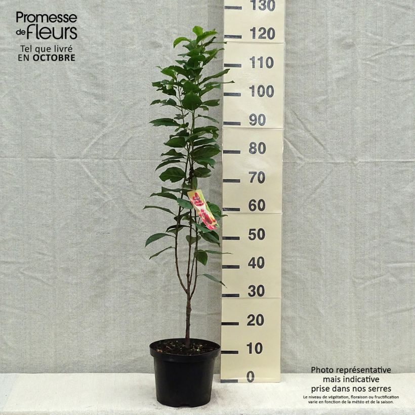 Esemplare di Prugna Mirabelle Ruby Vaso da 7,5L/10L, Colonnare come consegnato in autunno