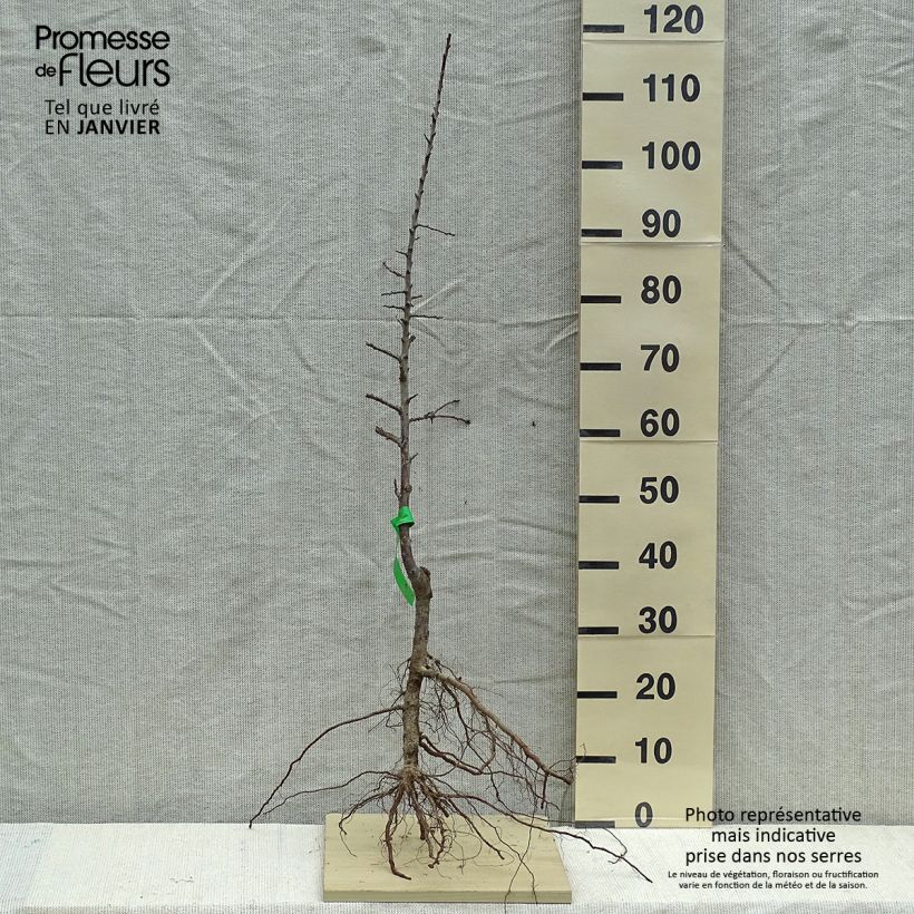 Prugnolo da siepe Mirabelle de Metz Bio Piante grandi a radice nuda, Astone esemplare consegnato in inverno