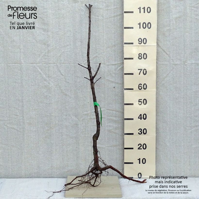 Example of Prugnolo da siepe Mirabelle de Nancy Piante grandi a radice nuda, Astone as you get in hiver