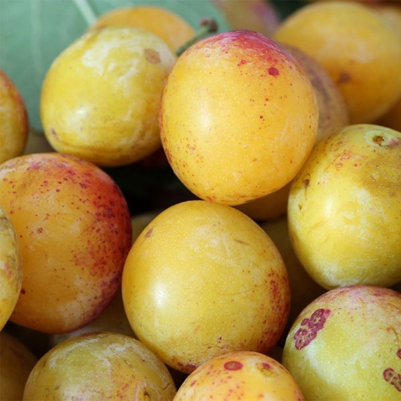Prugnolo da siepe Mirabelle de Nancy (Harvest)