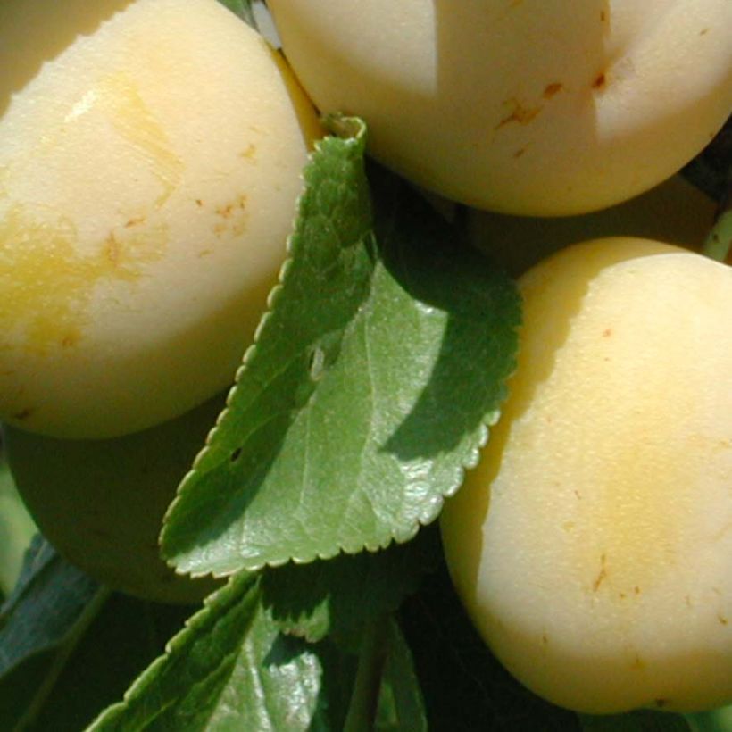 Prugna Miraclaude (Fogliame)