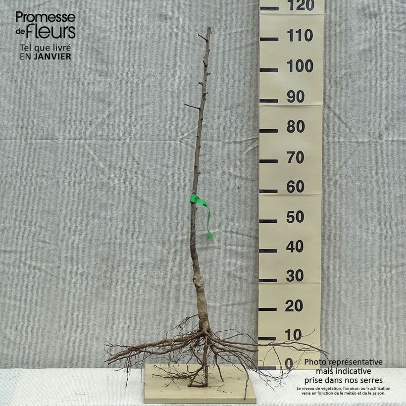 Prugna Prune d'Ente Blanche Piante grandi a radice nuda, Astone esemplare consegnato in inverno