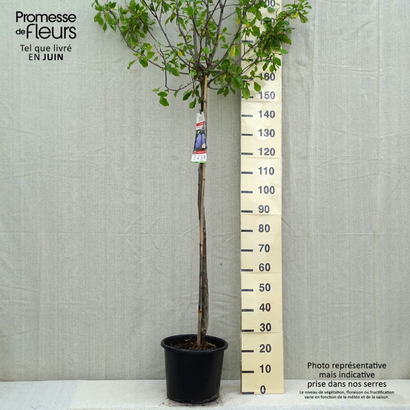 Example of Prugna Prune d'Ente Vaso da 12L/15L, Vaso impalcato medio as you get in printemps