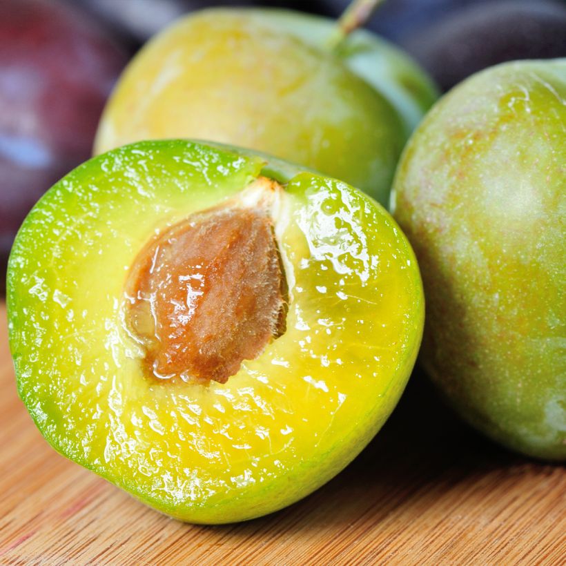 Prugna Regina Claudia de Juillet (Raccolta)