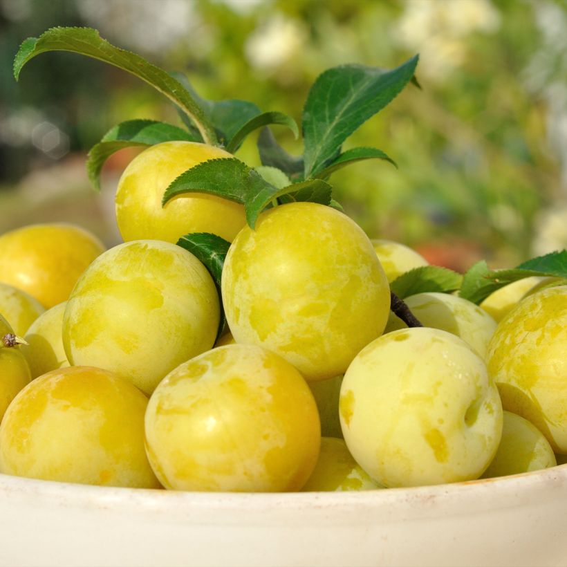 Prugna Reinegold (Raccolta)