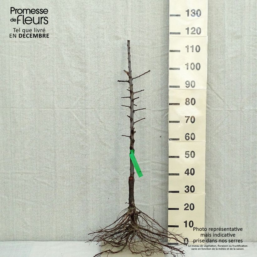 Prugna Regina Claudia d'Oullins Bio Piante grandi a radice nuda, Astone esemplare consegnato in inverno