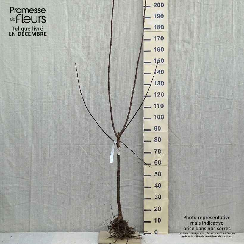 Prugna Regina Claudia d'Oullins Piante grandi a radice nuda, Vasetto esemplare consegnato in inverno