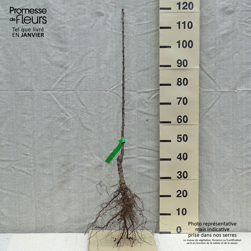 Prugna Regina Claudia de Bavay Bio Piante grandi a radice nuda, Astone esemplare consegnato in inverno