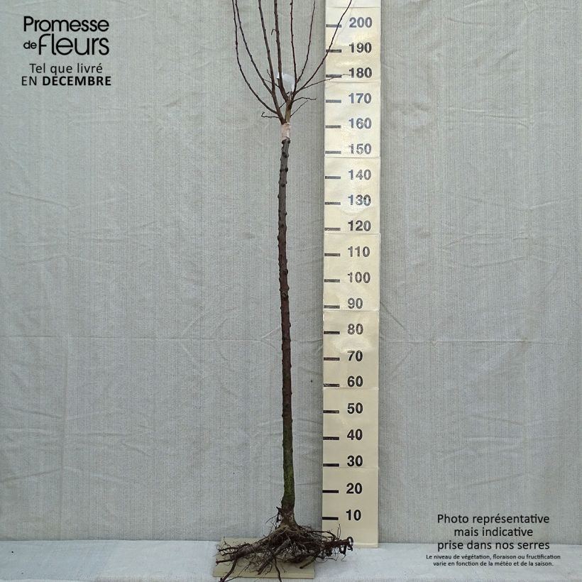 Prugna Wignon Piante grandi a radice nuda, Vaso impalcato medio esemplare consegnato in inverno