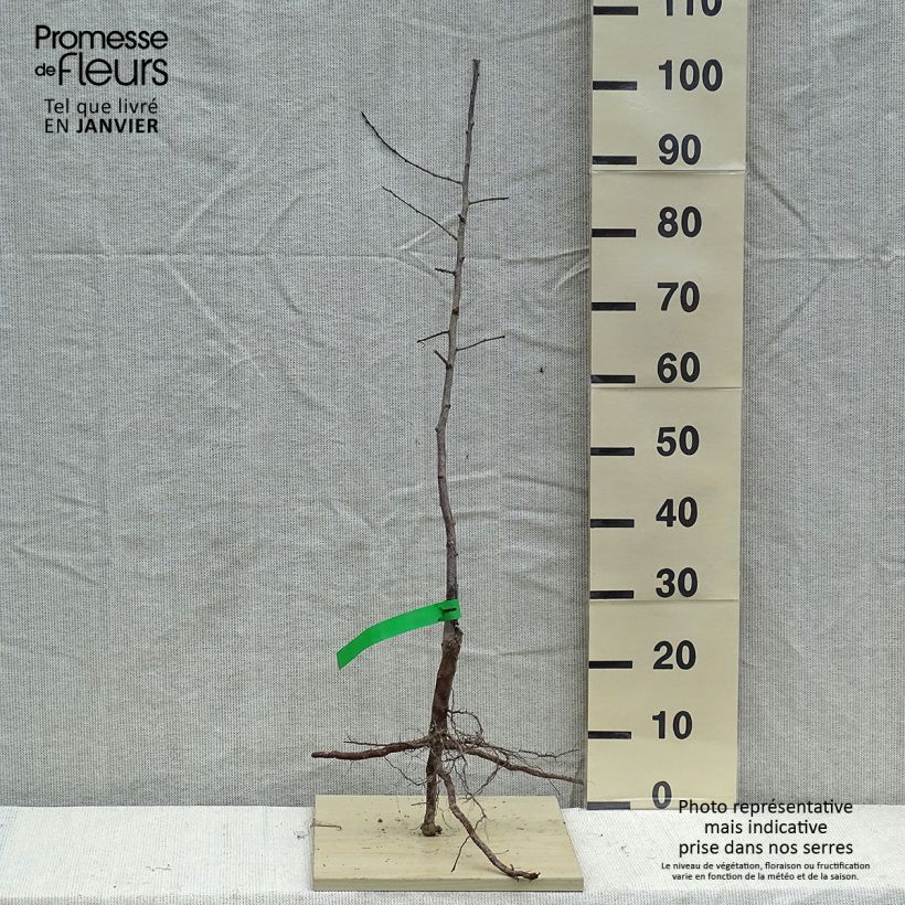 Susino cino-giapponese Methley Bio - Prunus x salicina Piante grandi a radice nuda, Astone esemplare consegnato in inverno