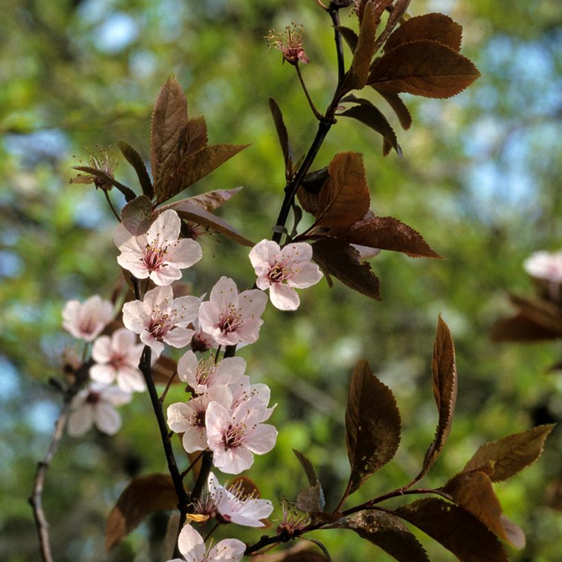 Prunier myrobolan - Prunus cerasifera Pissardii (Fioritura)