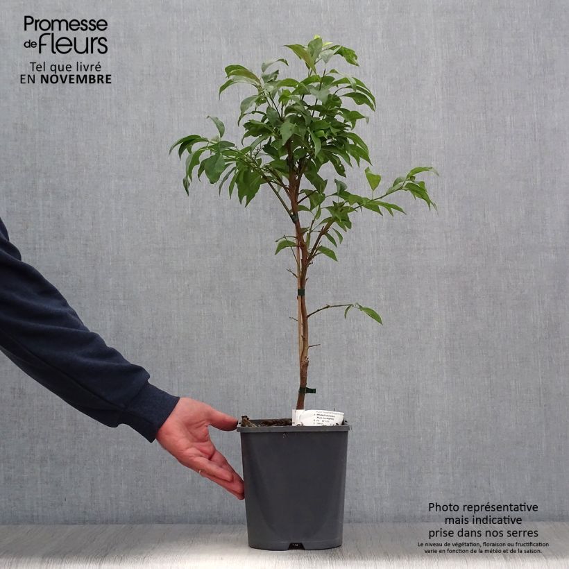 Esemplare di Prugna Fruit Me Plum Me Angeleno Vaso da 4L/5L, Nano come consegnato in autunno