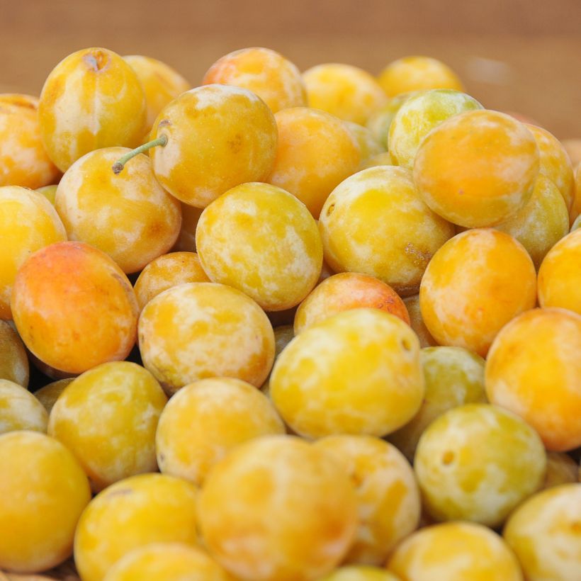 Prugna Regina Claudia d'Oullins (Raccolta)