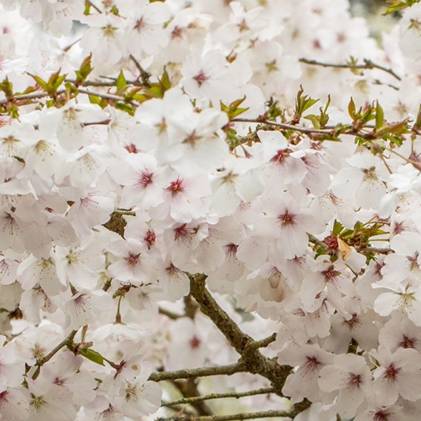 Prunus The Bride - Ciliegio da fiore (Fioritura)