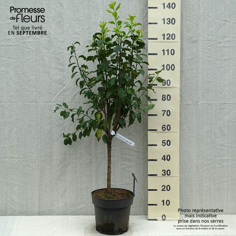 Esemplare di Prugna Hanna Vaso da 7,5L/10L, Vaso impalcato basso come consegnato in autunno