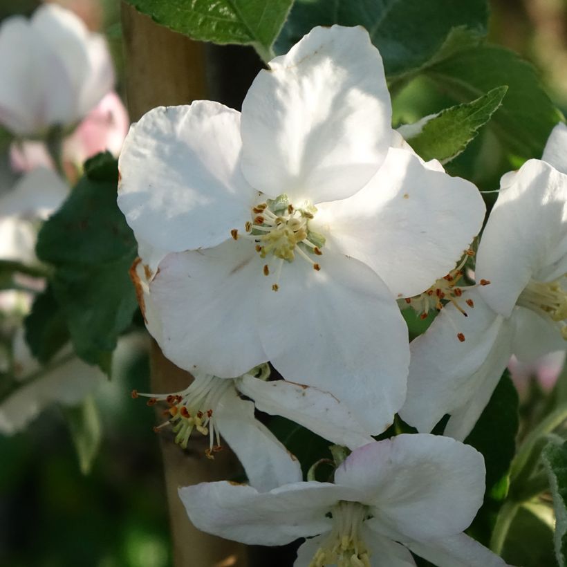 Prugna Węgierka Dąbrowicka (Fioritura)