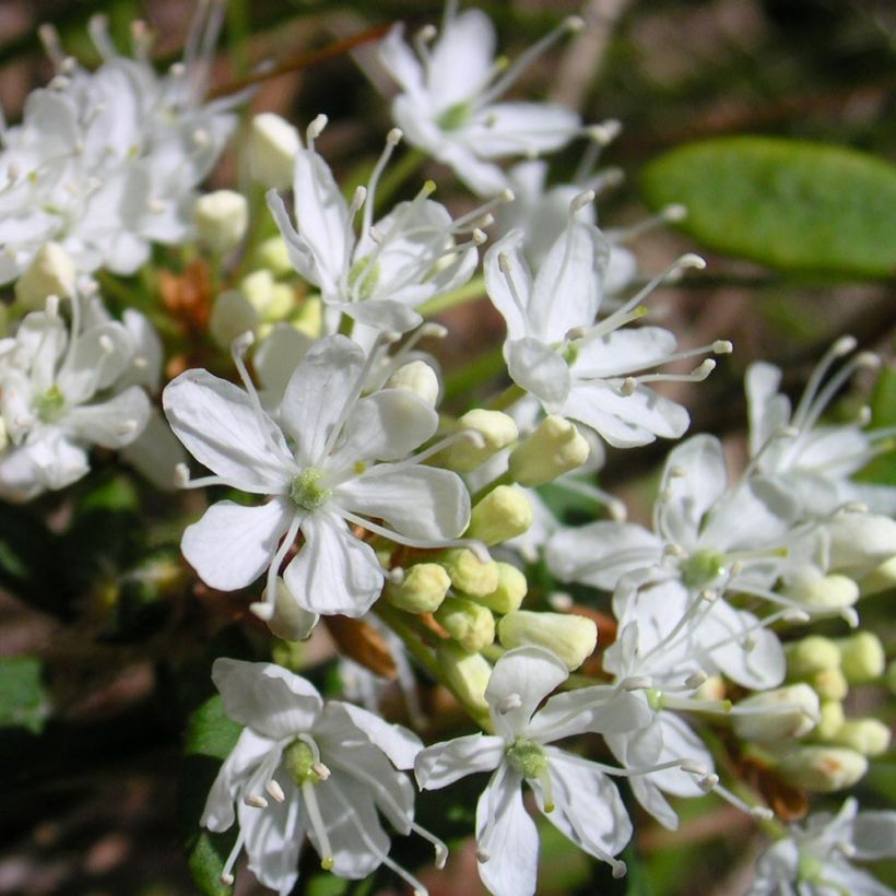 Prunus eminens Umbraculifera (Fioritura)