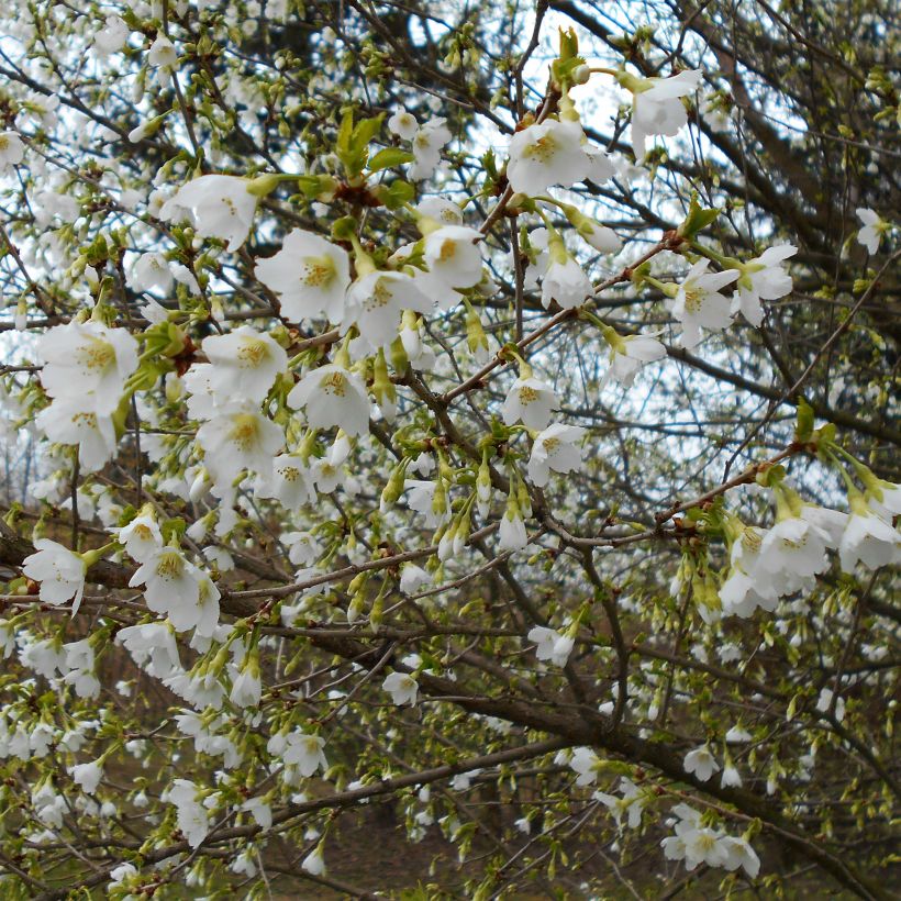 Prunus incisa Yamadei - Ciliegio da fiore (Fioritura)