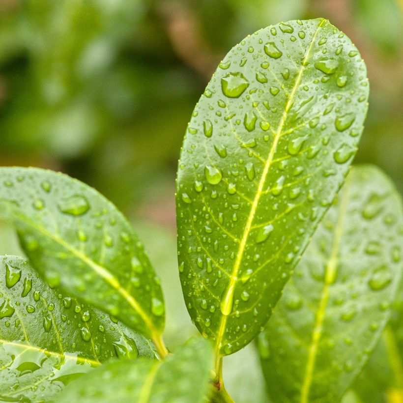 Lauroceraso Ani (Fogliame)