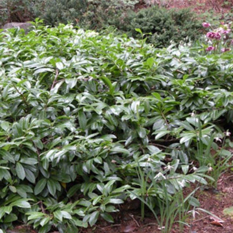 Lauroceraso Mount Vernon (Plant habit)