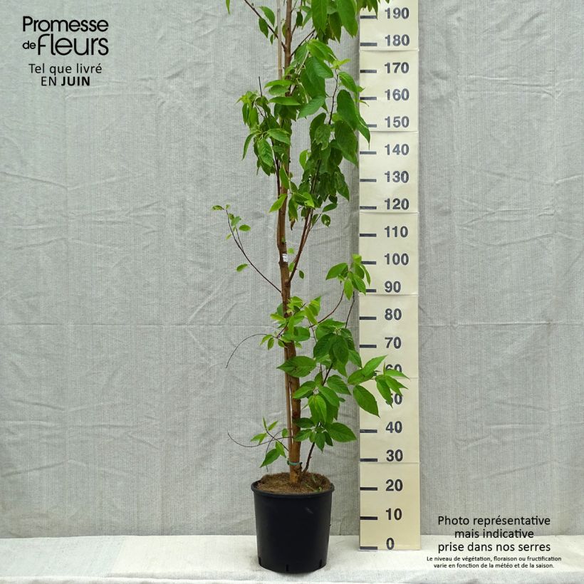 Prunus maackii Amber Beauty Vaso da 12L/15L esemplare consegnato in primavera
