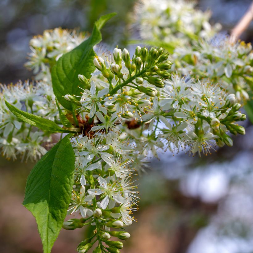 Prunus maackii Amber Beauty (Fioritura)