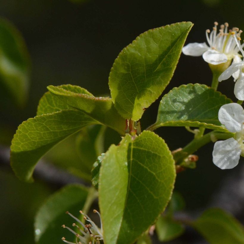 Prunus mahaleb - Ciliegio canino (Foliage)