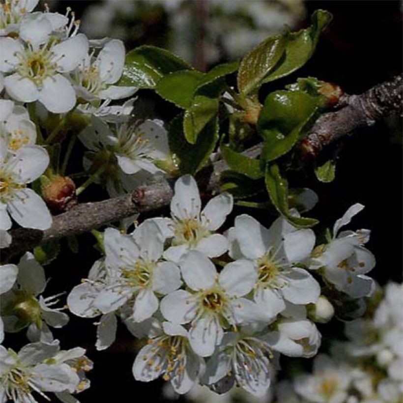 Prunus mahaleb - Ciliegio canino (Flowering)