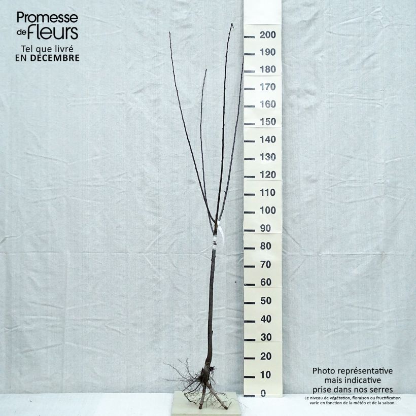 Example of Prugnolo da siepe Mirabelle de Nancy Piante grandi a radice nuda, Vasetto as you get in hiver