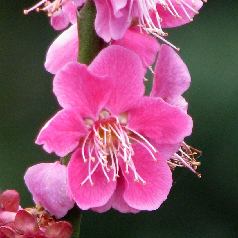 Prunus mume Beni Chidori - Albicocco giapponese (Flowering)