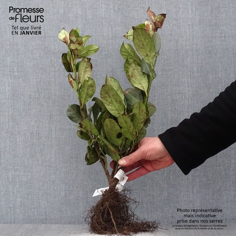 Prunus padus - Pado Piante piccole a radice nuda esemplare consegnato in inverno