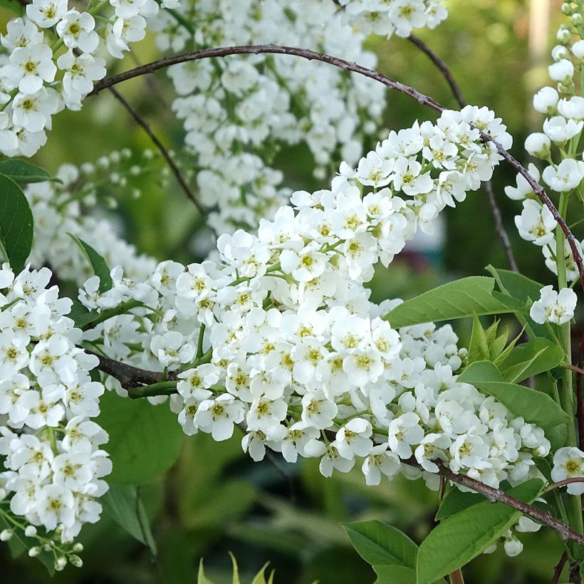 Prunus padus Le Thoureil - Pado (Fioritura)