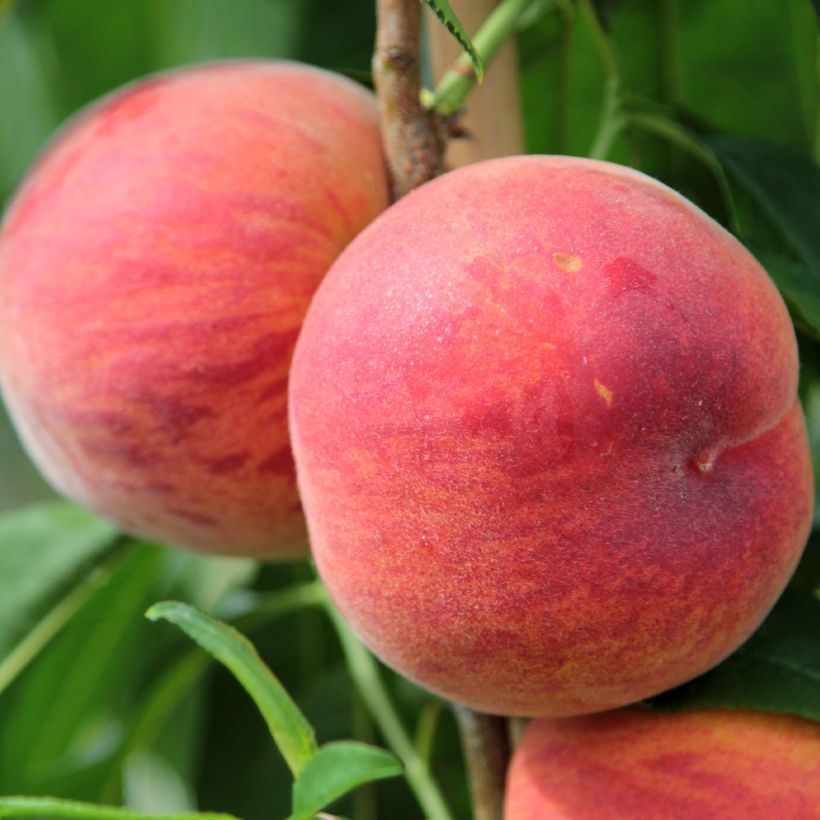 Pesco Suncrest (Raccolta)