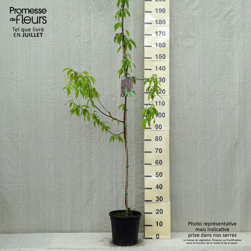 Esemplare di Prunus serrula Amber Scots - Ciliegio da fiore Vaso da 7,5L/10L, Astone alto consegnato in estate