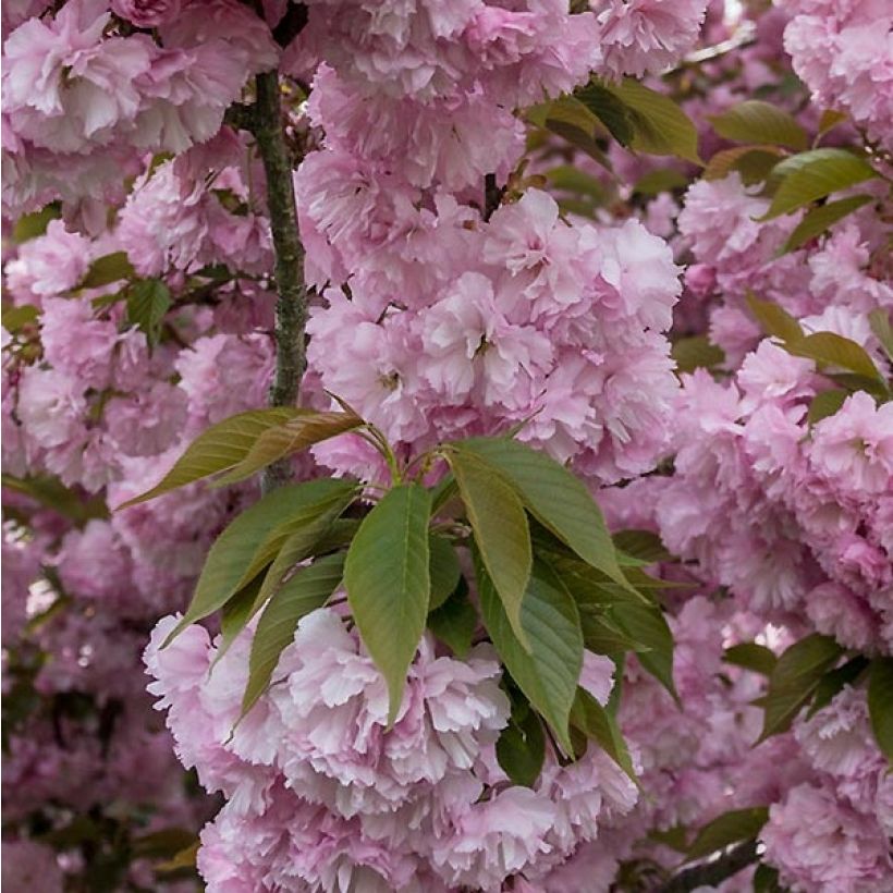 Prunus serrulata Pink Perfection - Ciliegio da fiore (Foliage)